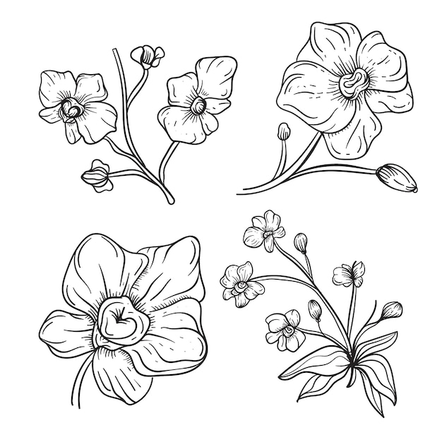 Free Vector hand drawn orchid outline illustration