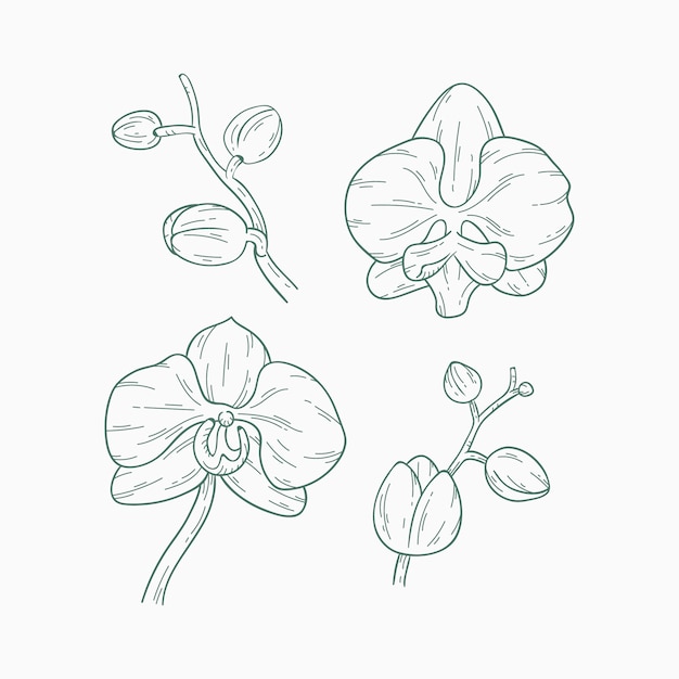 Free Vector hand drawn orchid outline illustration