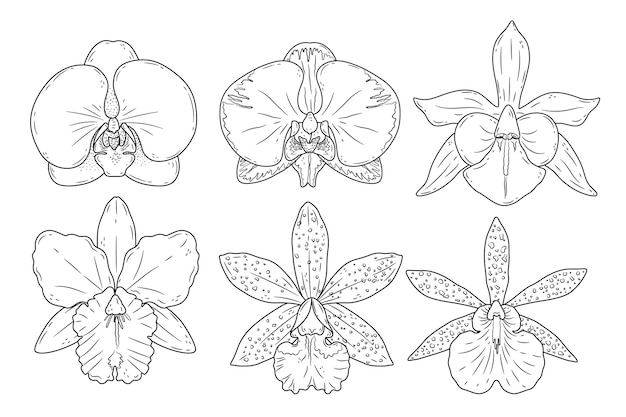 Free Vector hand drawn orchid outline  illustration