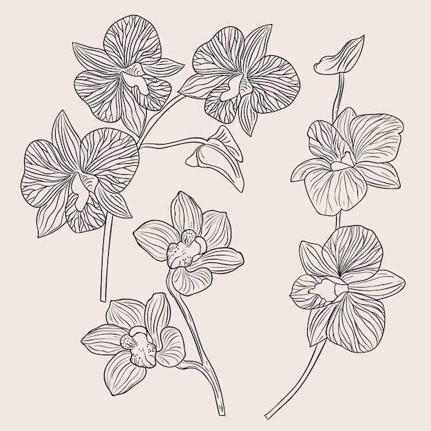 Free Vector hand drawn orchid outline illustration