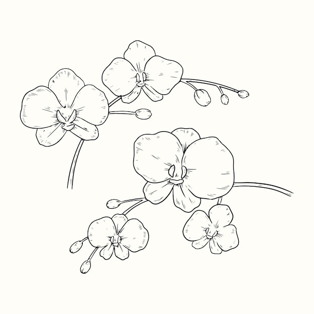 Free Vector hand drawn orchid outline illustration