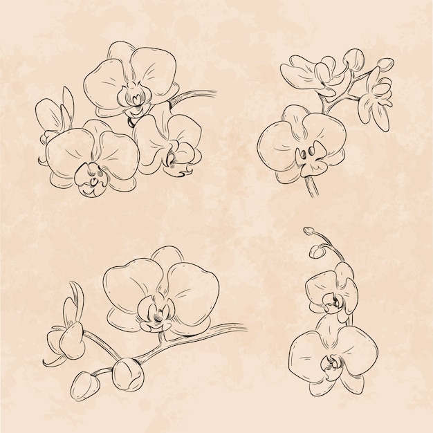 Hand drawn orchid outline illustration