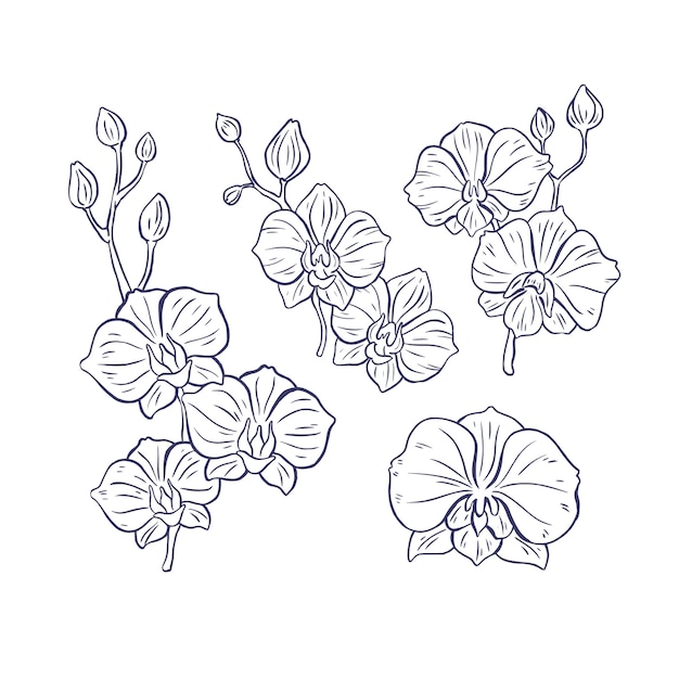 Free vector hand drawn orchid outline illustration