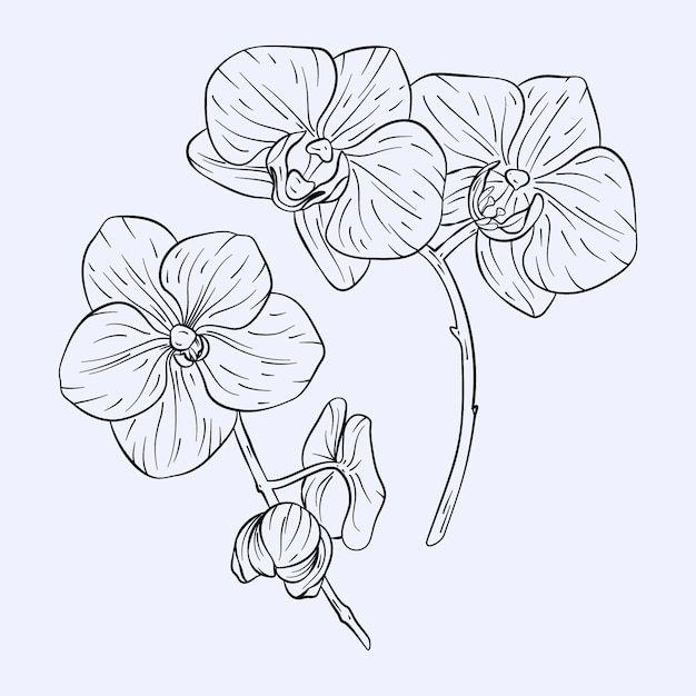 Free Vector hand drawn orchid outline illustration