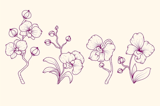 Free Vector hand drawn orchid outline illustration