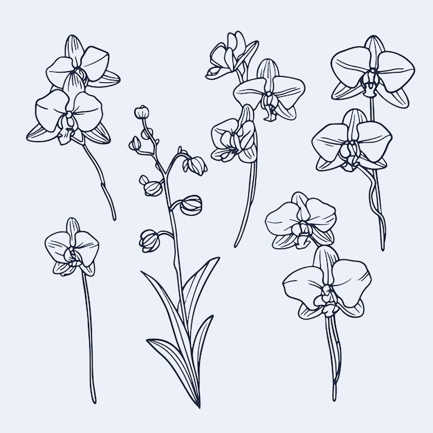 Free Vector hand drawn orchid outline illustration