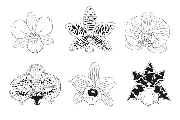 Free Vector hand drawn orchid outline illustration