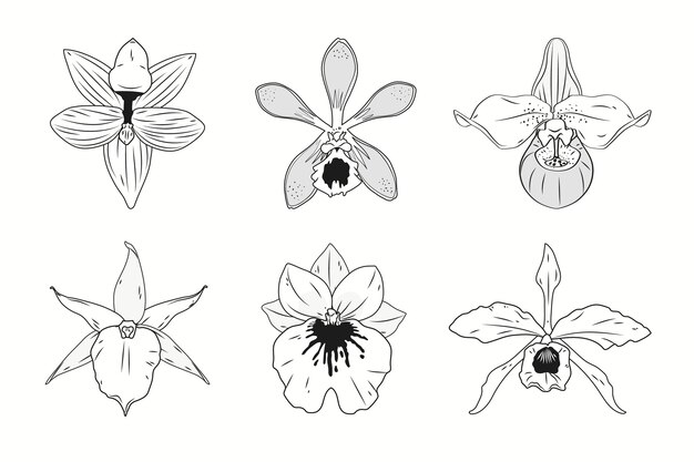 Hand drawn orchid outline illustration