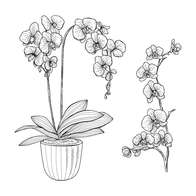 Hand drawn orchid outline illustration