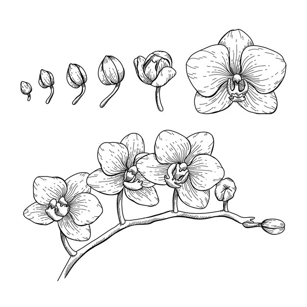 Hand drawn orchid outline illustration