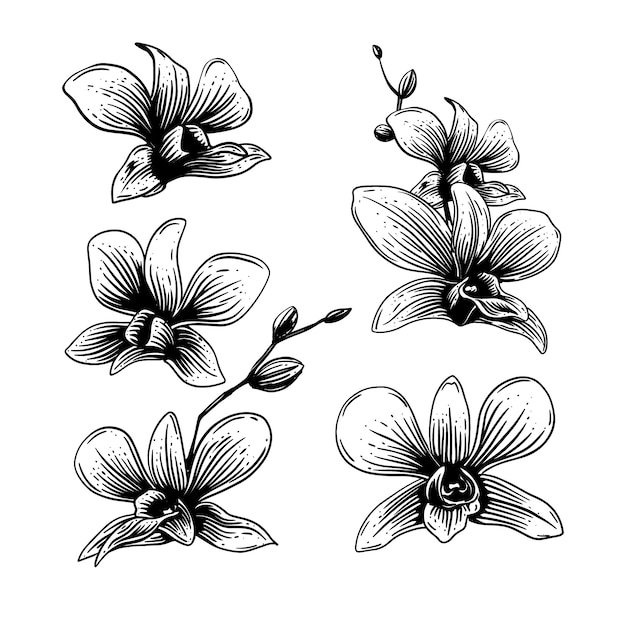 Free Vector hand drawn orchid outline illustration