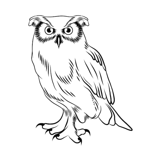 Hand drawn owl outline illustration