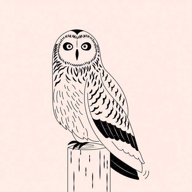 Hand drawn owl outline illustration