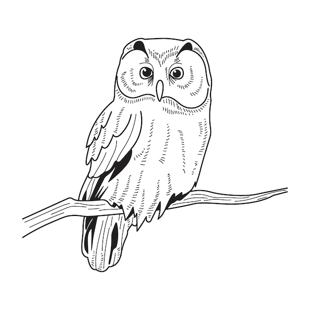 Free vector hand drawn owl outline illustration