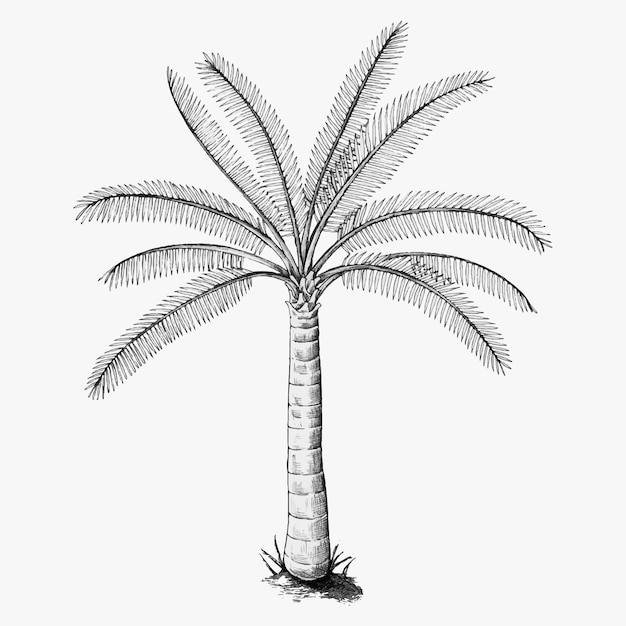 Free Vector hand drawn a palm tree 