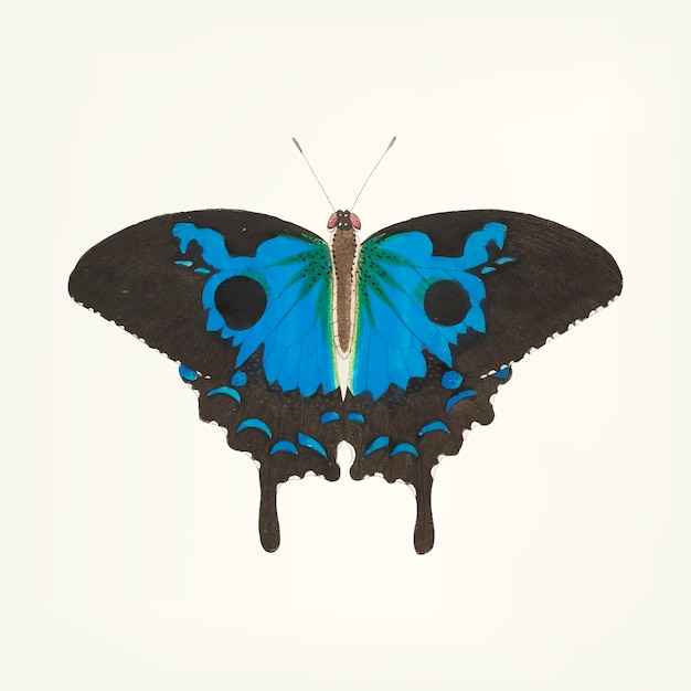 Free Vector hand drawn of papilio diomedes