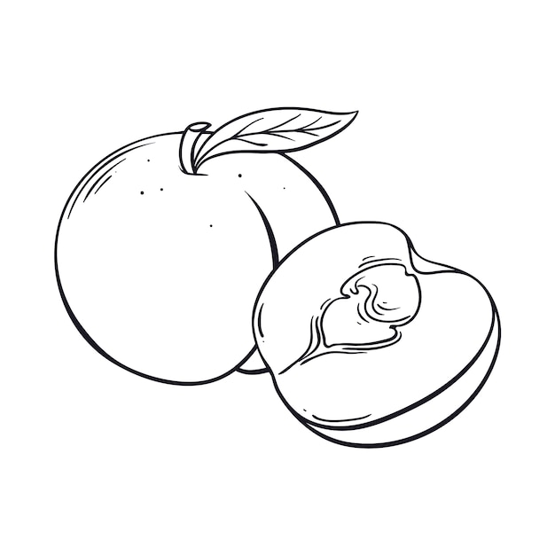 Hand drawn peach outline illustration