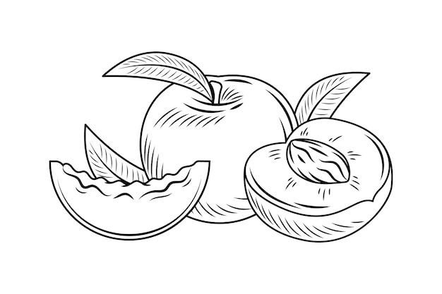 Hand drawn peach outline illustration