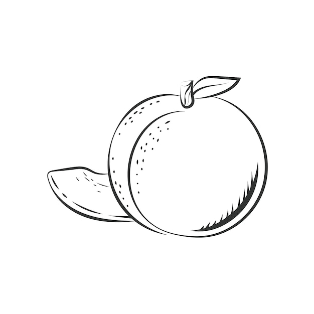 Hand drawn peach outline illustration