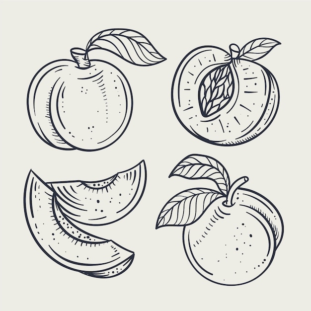 Hand drawn peach outline illustration