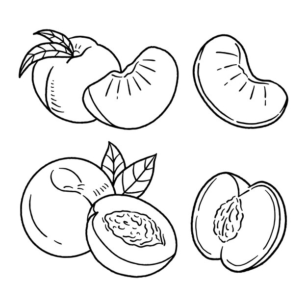 Hand drawn peach outline illustration