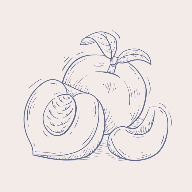 Hand drawn peach  outline illustration