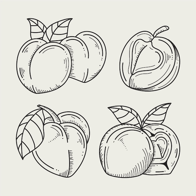 Free Vector hand drawn peach outline illustration