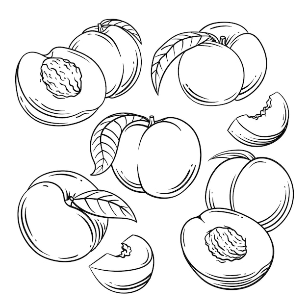 Free Vector hand drawn peach  outline illustration