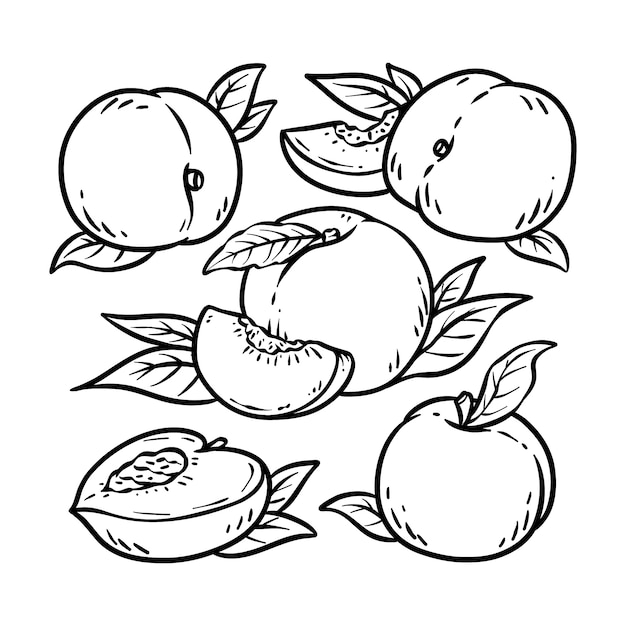 Hand drawn peach  outline illustration