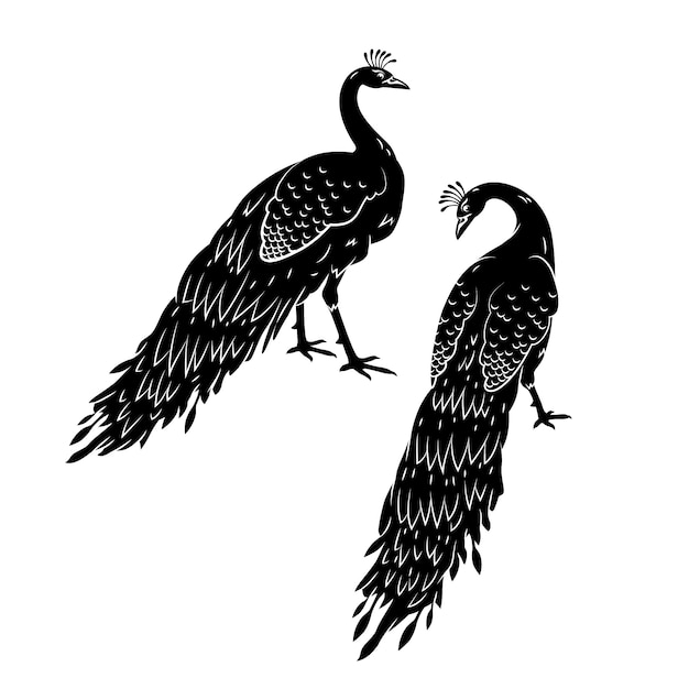 Free Vector hand drawn peacock silhouette