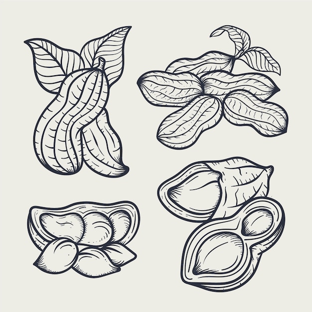 Free Vector hand drawn peanut outline illustration