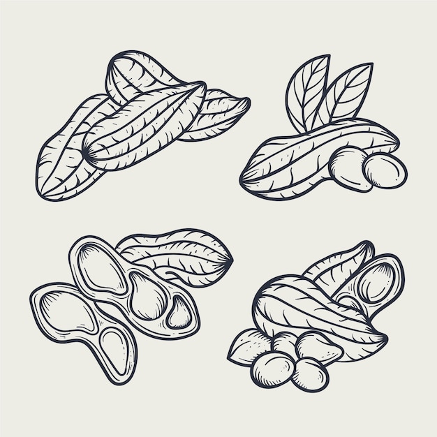 Free Vector hand drawn peanut outline illustration