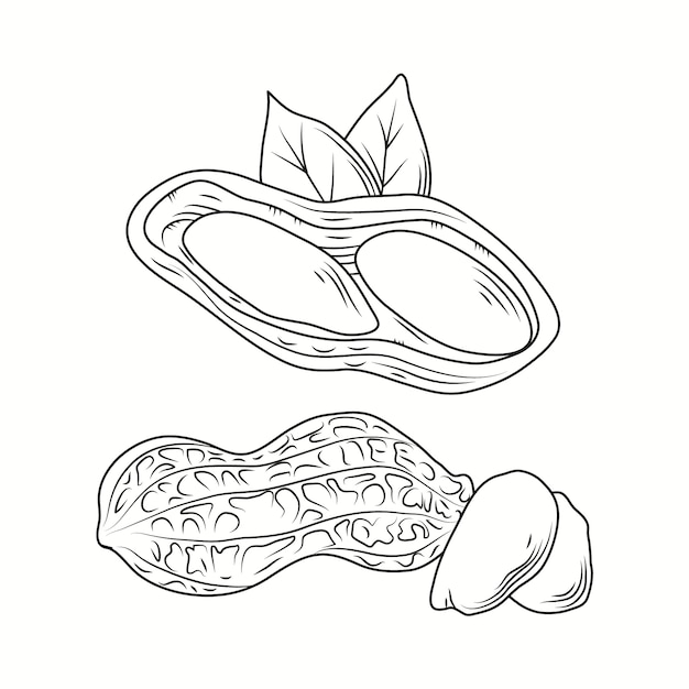 Hand drawn peanut  outline illustration