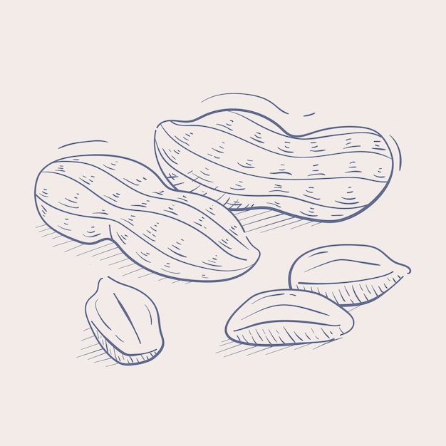 Free Vector hand drawn peanut  outline illustration