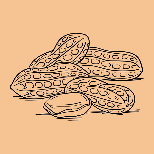 Hand drawn peanut  outline illustration