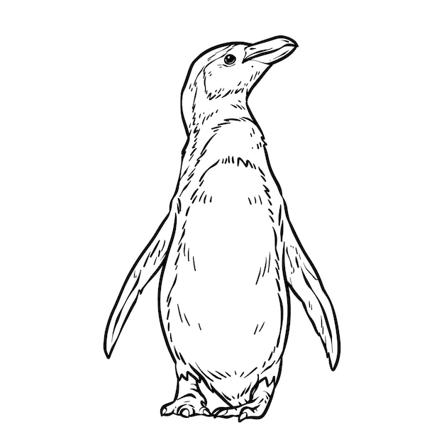 Hand drawn penguin outline illustration