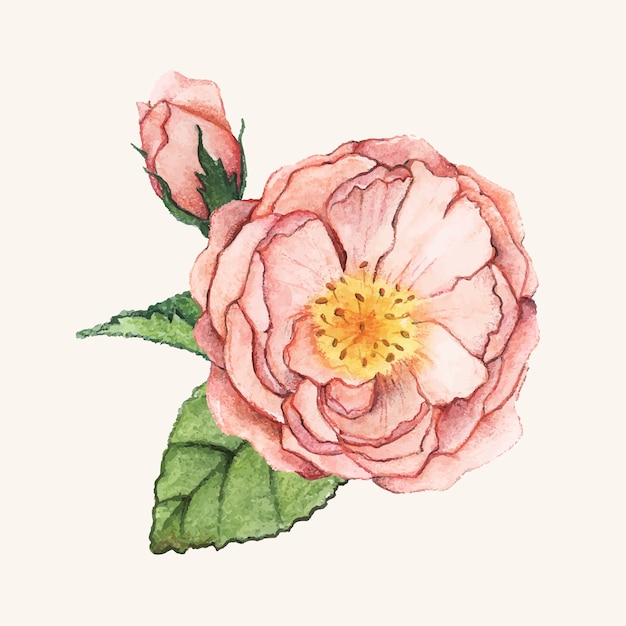 Free Vector hand drawn peony flower isolated