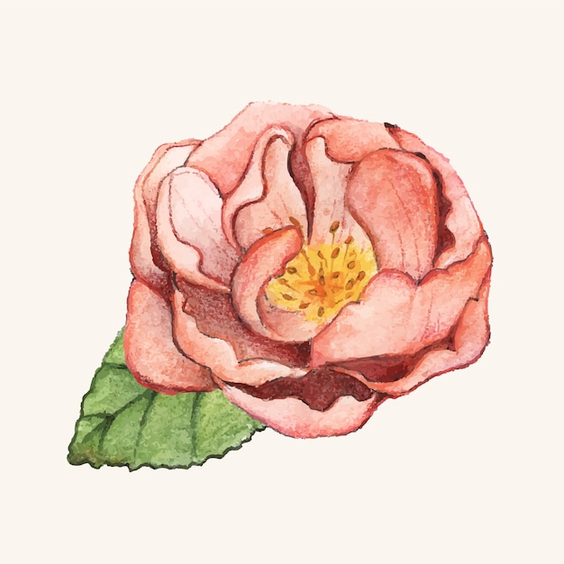 Free vector hand drawn peony flower isolated