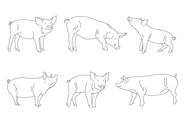 Hand drawn pig outline illustration