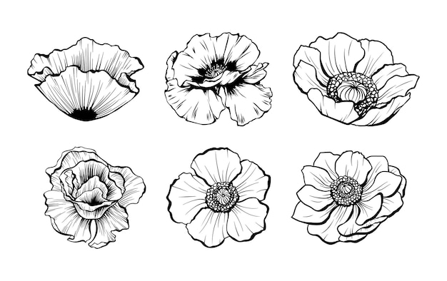 Hand drawn poppy flowers