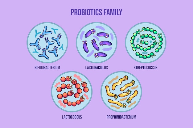 Free vector hand drawn probiotics and prebiotics illustration