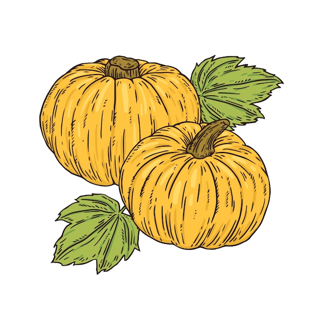 Hand drawn pumpkin drawing illustration