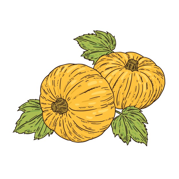 Hand drawn pumpkin drawing illustration