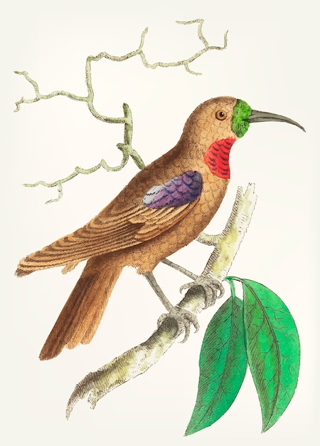 Free vector hand drawn of purple-throated creeper