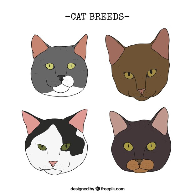 Hand drawn realistic cat breeds 