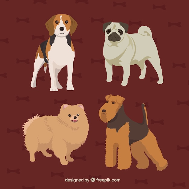 Free Vector hand drawn realistic dog breeds