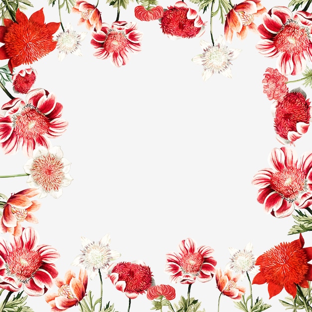 Free Vector hand drawn red anemone flower frame with design space