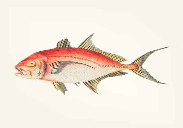 Hand drawn of red mackerel