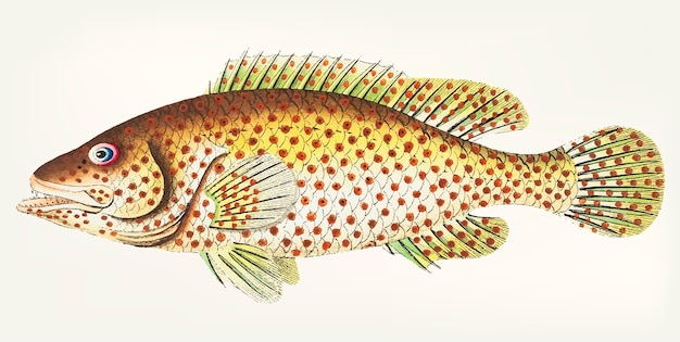 Free Vector hand drawn of red-spotted perch