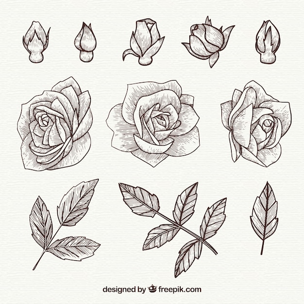 Free Vector hand drawn roses and leaves